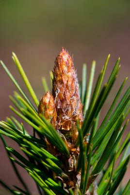Pinus bungeana - borovice bungeova - svíce